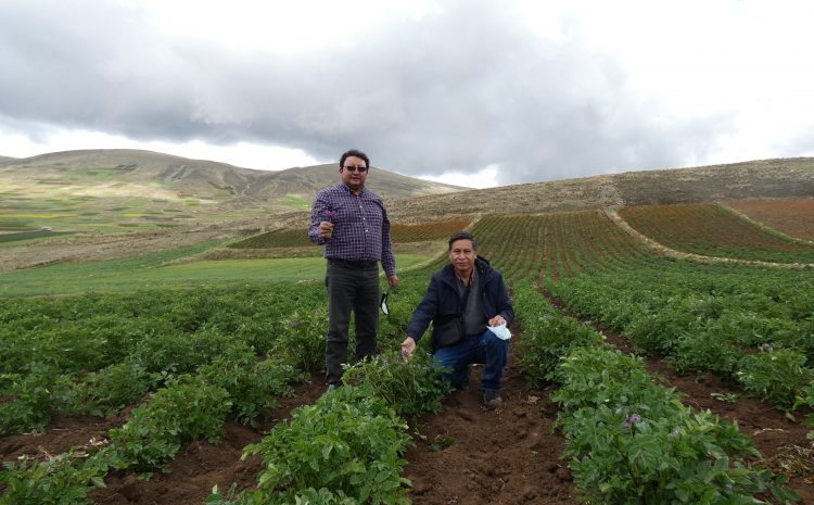  NATIVAS BURGER CLUB VISITA HUANCAVELICA – SEMBRIOS DE PAPAS NATIVAS DE COLORES